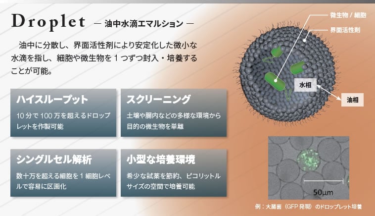 ワンドロップ「カスケード」「マークモントクラシック」「サイド