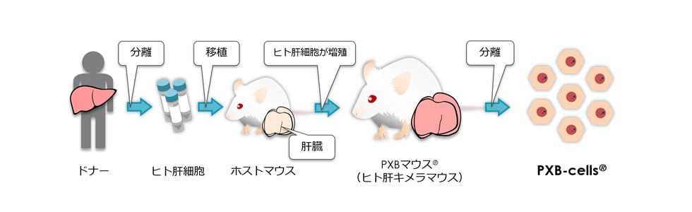 PXBマウス・PXB細胞 | 受託サービス | バイオサイエンス