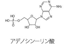 アデノシン一リン