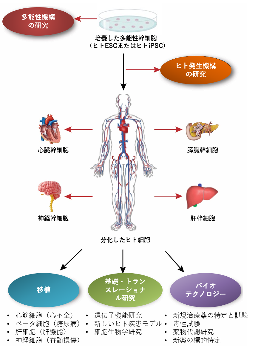 Biovision Stemcellresearch Axelショップ