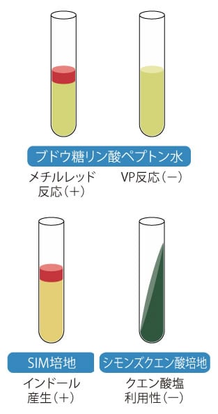 食品微生物検査の手順 大腸菌群 大腸菌 Sanifoods サニーフーズ 特集 Axel アズワン Axelショップ