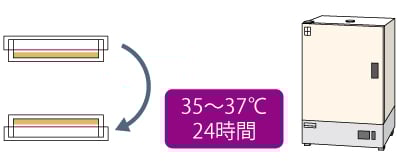 倒置、35~37℃で24時間培養のイメージ