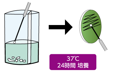 37℃24時間 培養