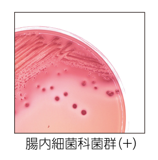 腸内細菌科菌群(+)